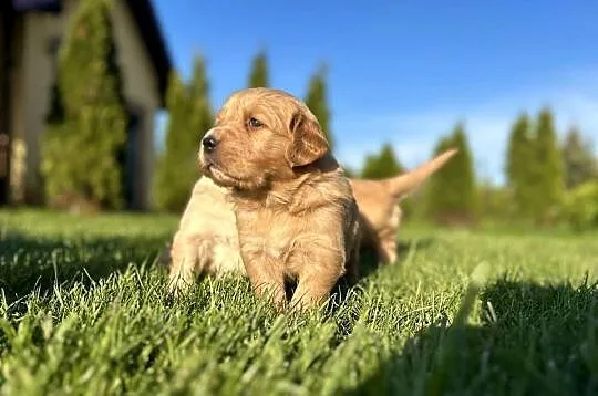 Rasowe Golden Retriever suczka i piesek, Dolnośląskie, Polkowice