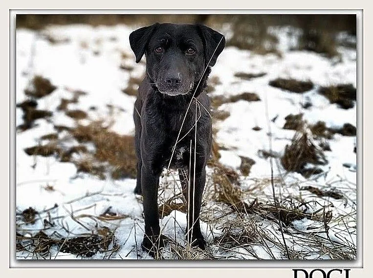 Średni 15 kg,spokojny,tulaśny,bardzo przyjazny,szczepiony piesek DOGI.Adopcja, Mazowieckie, Warszawa