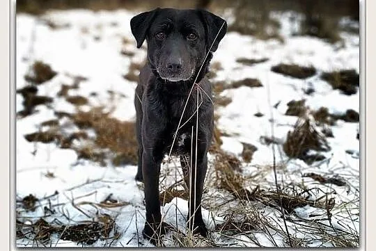Średni 15 kg,spokojny,tulaśny,bardzo przyjazny,szczepiony piesek DOGI.Adopcja, Mazowieckie, Warszawa