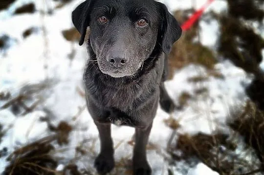 Średni 15 kg,spokojny,tulaśny,bardzo przyjazny,szczepiony piesek DOGI.Adopcja, Mazowieckie, Warszawa