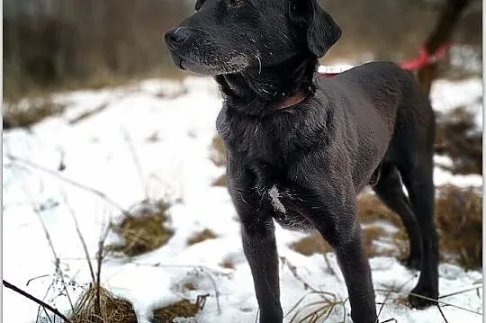 Średni 15 kg,spokojny,tulaśny,bardzo przyjazny,szczepiony piesek DOGI.Adopcja, Mazowieckie, Warszawa