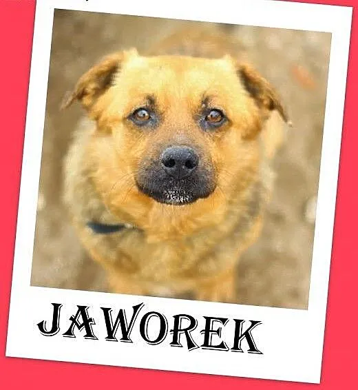 JAWOREK-średni,wesoły,przyjazny,czujny piesek.ADOP