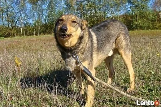 Pokochaj Fila - niezwykłego psiaka,  mazowieckie W