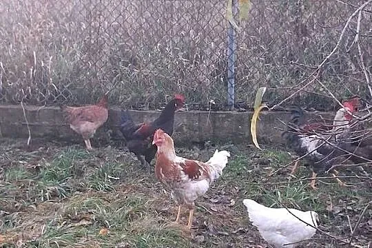 koguty mlode z lipca, Wielkopolskie, Modła Królewska