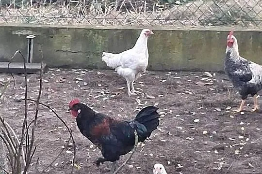 koguty mlode z lipca, Wielkopolskie, Modła Królewska