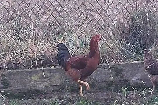 koguty mlode z lipca, Wielkopolskie, Modła Królewska