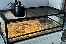 Żółw Grecki + Terrarium