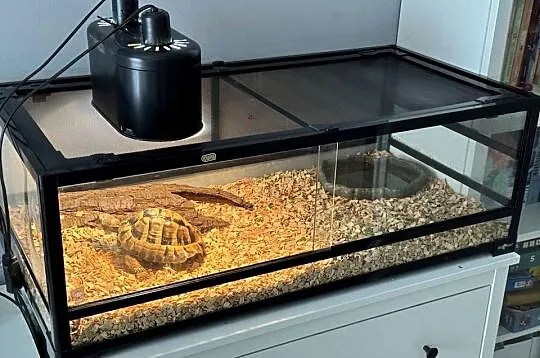 Żółw Grecki + Terrarium
