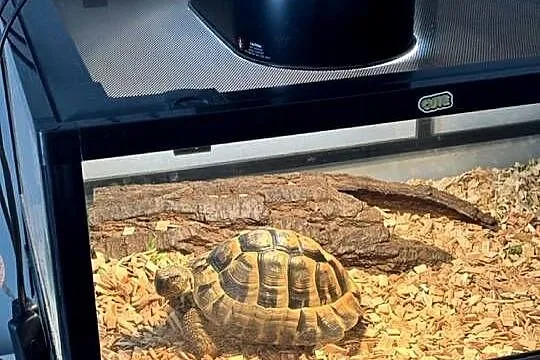 Żółw Grecki + Terrarium, Mazowieckie, Warszawa