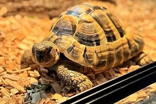 Żółw Grecki + Terrarium, Mazowieckie, Warszawa