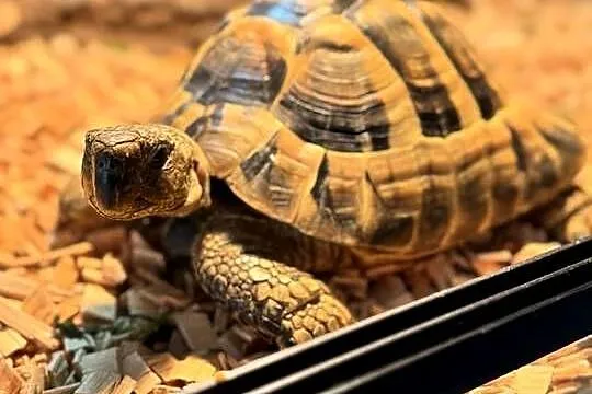 Żółw Grecki + Terrarium, Mazowieckie, Warszawa