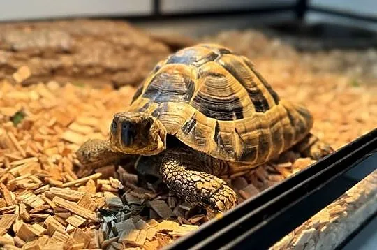 Żółw Grecki + Terrarium, Mazowieckie, Warszawa