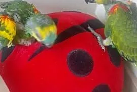 Amazonka niebieskoczelna 2026