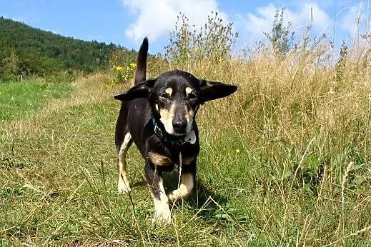 Cudowny jamniczek KUBUS szuka swojego miejsca na z