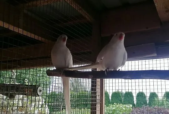 Papugi czerwonoskrzydłe, Wielkopolskie, Ostrów Wielkopolski