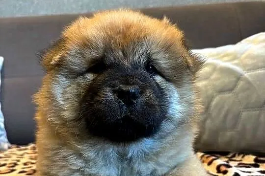 Chow Chow