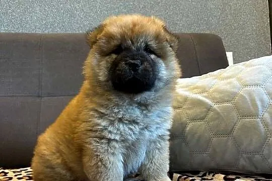 Chow Chow, Warmińsko-mazurskie, Mrągowo