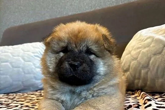 Chow Chow, Warmińsko-mazurskie, Mrągowo