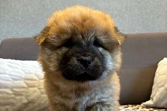 Chow Chow, Warmińsko-mazurskie, Mrągowo