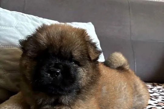 Chow Chow, Warmińsko-mazurskie, Mrągowo