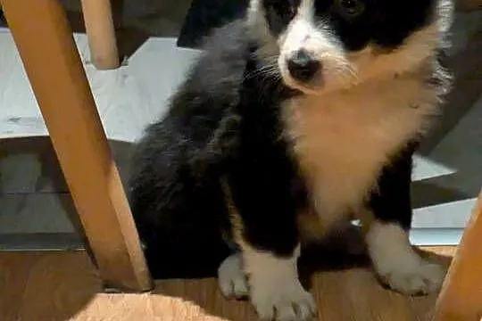 Border Collie, Dolnośląskie, Wołów