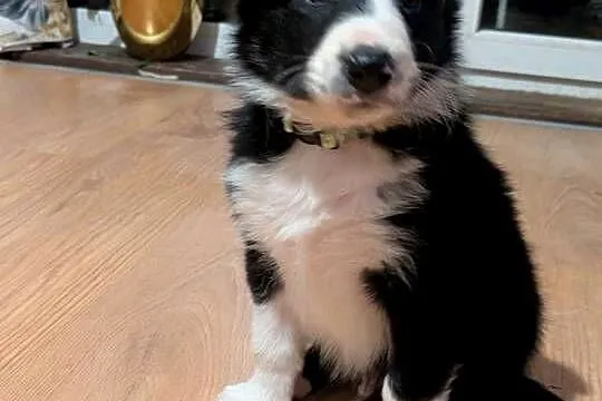Border Collie, Dolnośląskie, Wołów