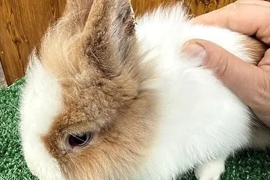 Miniaturka samczyk, Małopolskie, Chocznia
