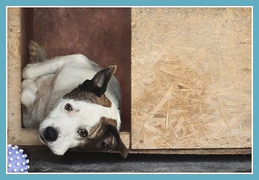 Amstaff mix dla doświadczonych,kontaktowy pies ALB