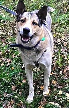 BETHOVEN - piękny psiak w typie husky uratowany z łańcucha do adopcji, mazowieckie Warszawa, Mazowieckie, Warszawa
