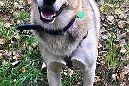 BETHOVEN - piękny psiak w typie husky uratowany z łańcucha do adopcji,  mazowieckie Warszawa, Mazowieckie, Warszawa