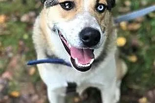 BETHOVEN - piękny psiak w typie husky uratowany z łańcucha do adopcji,  mazowieckie Warszawa, Mazowieckie, Warszawa
