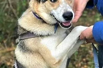 BETHOVEN - piękny psiak w typie husky uratowany z łańcucha do adopcji,  mazowieckie Warszawa, Mazowieckie, Warszawa