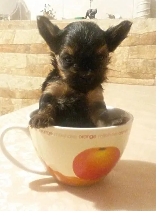 Yorki - szczeniaczki