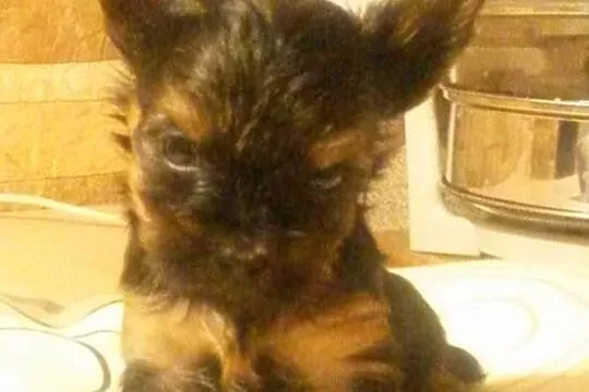 Yorki - szczeniaczki