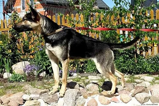 Cookie, młoda i wesoła suczka w typie owczarka szu