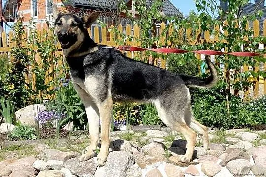 Cookie, młoda i wesoła suczka w typie owczarka szu