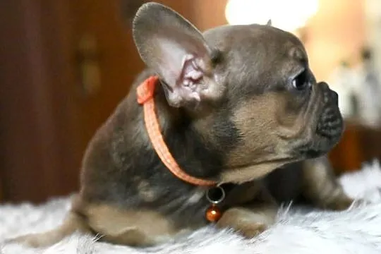 Buldog francuski sunia Gotowa do odbioru BEZA