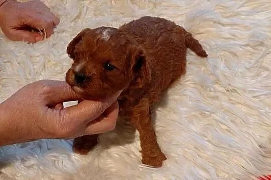 Cavapoo - suczka red do razerwacji, Mazowieckie, Wyszków