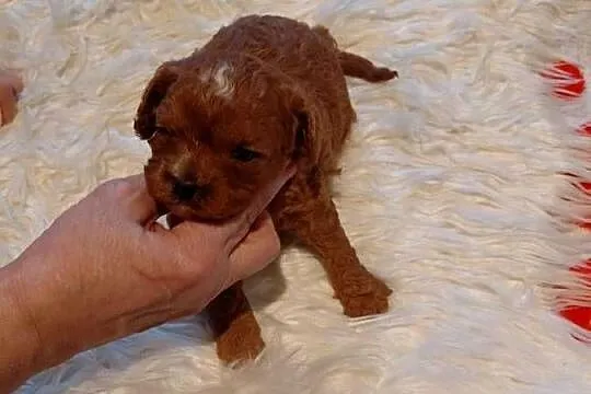 Cavapoo - suczka red do razerwacji, Mazowieckie, Wyszków