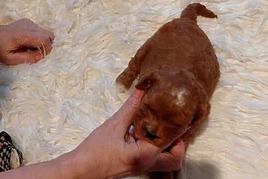 Cavapoo - suczka red do razerwacji, Mazowieckie, Wyszków