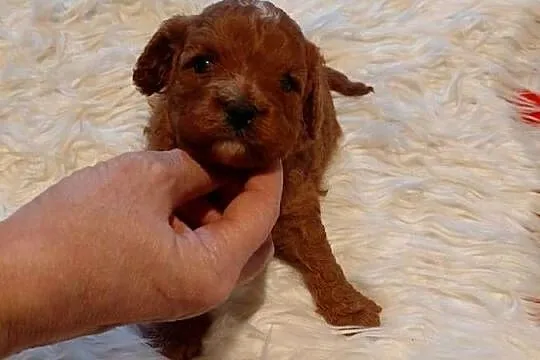 Cavapoo - suczka red do razerwacji, Mazowieckie, Wyszków