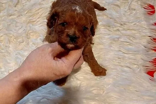 Cavapoo - suczka red do razerwacji, Mazowieckie, Wyszków