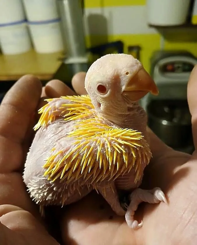Aleksandretta Aleksandretty obrożne do ręcznego karmienia, Wielkopolskie, Ostroróg