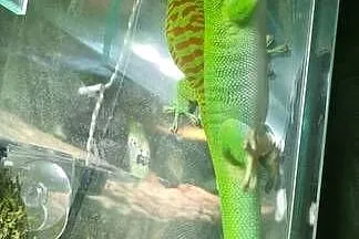PARA Felsumy Madagaskarskie Grandis Felsuma