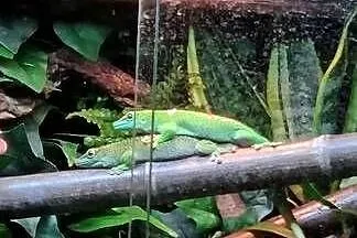 PARA Felsumy Madagaskarskie Grandis Felsuma, Małopolskie, Kraków