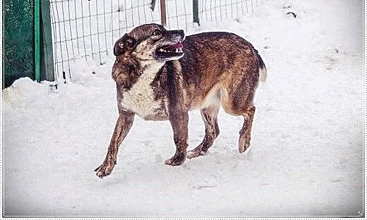 Wesoła, młoda Misia, oaza łagodności poleca się d