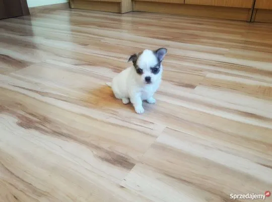 Przepiękne Chihuahua szczenięta gotowe do sprzedaży w nowych domach, Mazowieckie, Piaseczno