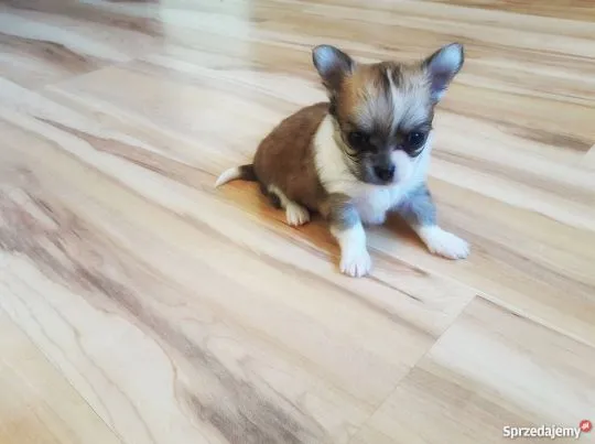 Przepiękne Chihuahua szczenięta gotowe do sprzedaży w nowych domach, Mazowieckie, Piaseczno