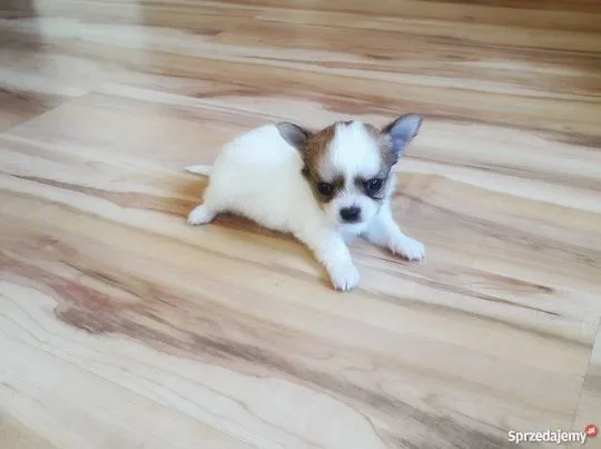 Przepiękne Chihuahua szczenięta gotowe do sprzedaży w nowych domach, Mazowieckie, Piaseczno