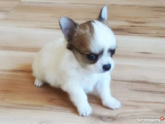 Przepiękne Chihuahua szczenięta gotowe do sprzedaży w nowych domach, Mazowieckie, Piaseczno